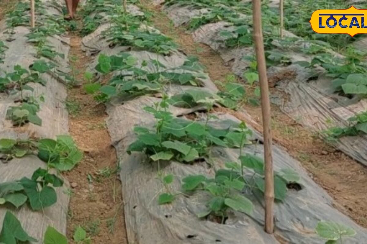 बारिश में सब्जी उगा रहे हैं बस ये 3 काम कर लें कीट नहीं करेंगे फसल पर हमला