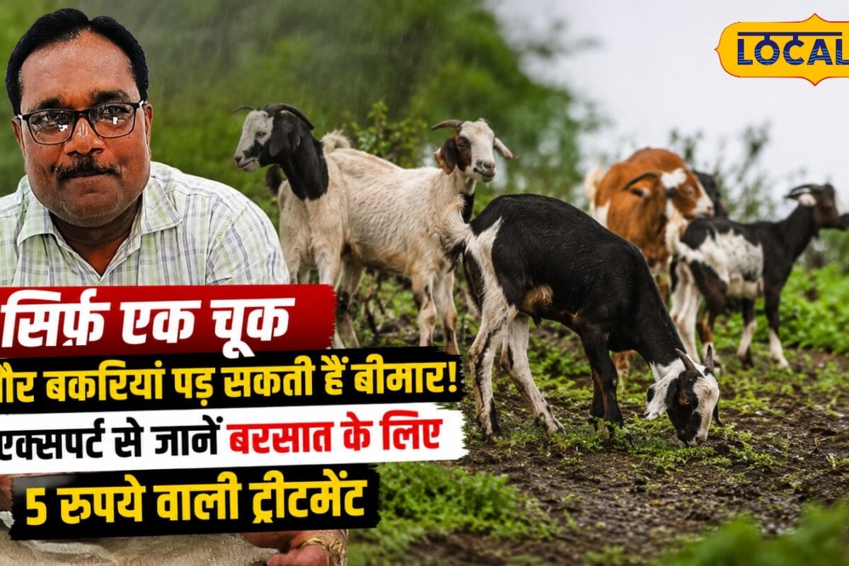 सिर्फ एक चूक और बकरियां पड़ सकती हैं बीमार! एक्सपर्ट से जानें बरसात के लिए 5 रुपये वाली ट्रीटमेंट