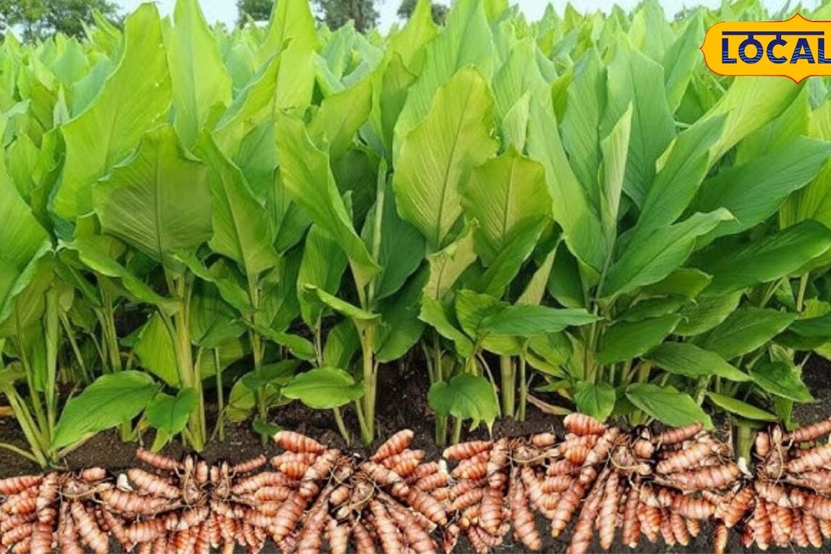 Turmeric Farming Tips: हल्दी की खेती से होगी बंपर कमाई जानिए सही बुवाई देखभाल और वैज्ञानिक तरीका