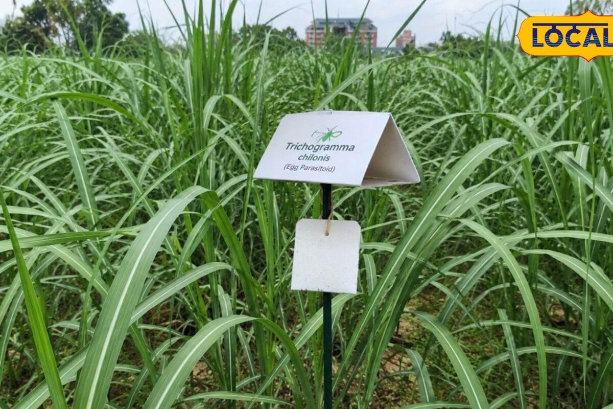 50 रुपये का यह कार्ड बचाएगा गन्ने की पूरी फसल कीटनाशक पर भी नहीं करना होगा हजारों खर्च