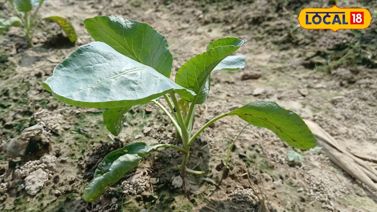 Farming Tips : 700 रुपये खर्च और कमाई 2 लाख के पार, इस खेती में छिपा है सोना, जानिए रामपुर के किसान से ट्रिक Farming Tips : 700 रुपये खर्च और कमाई 2 लाख के पार, इस खेती में छिपा है सोना, जानिए रामपुर के किसान से ट्रिक