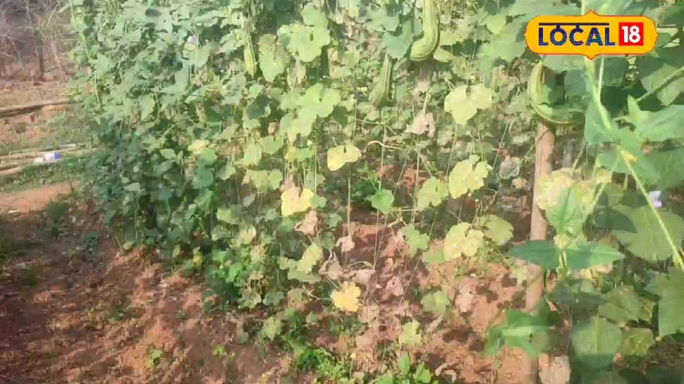 तोरई-बरबटी की  खेती से चमकी किसान की किस्मत 4 हजार रुपये की लागत में लाखों का मुनाफा