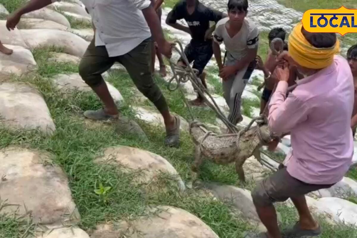 सावधान! चंपारण के गांवों तक पहुंचे गंडक नदी के मगरमच्छ वन विभाग ने जारी की यह चेतावनी