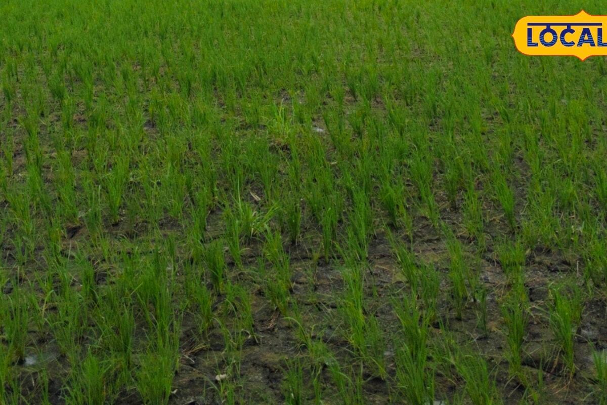 Paddy Farming Tips: धान की फसल में दिखे ये लक्षण तो हो जाएं सावधान अंदर ही अंदर पौधे को खोखला कर रहा ये कीट