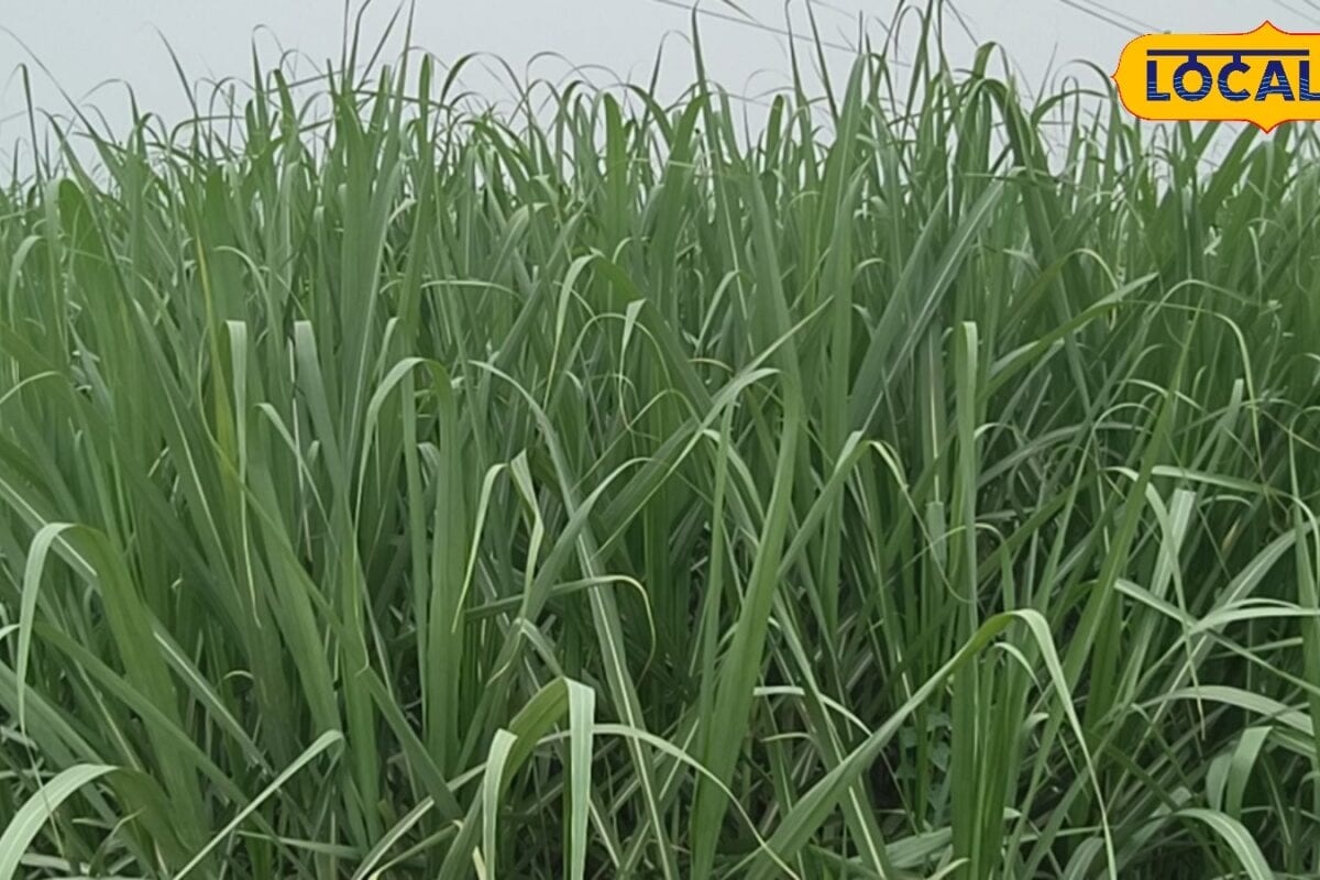 Sugarcane Farming Tips: गन्ना 5 फीट का होते ही कर दें ये काम वरना खेत में खड़ी फसल हो सकती है बर्बाद