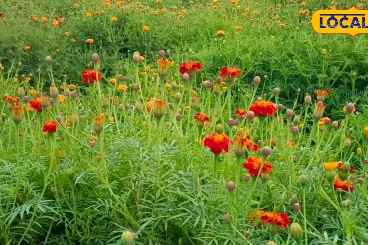 गेंदा को सिर्फ फूल समझने की भूल न करें आयुर्वेद में बताए गए हैं इसके कई फायदे