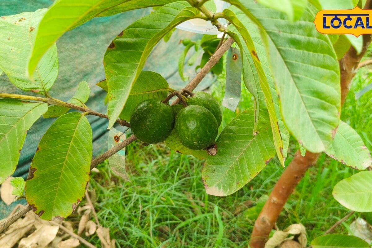 Tips: अमरूद की खेती में भारी नुकसान से बचाएगा पूसा वैज्ञानिक का यह फॉर्मूला जानें खेती का सही तरीका
