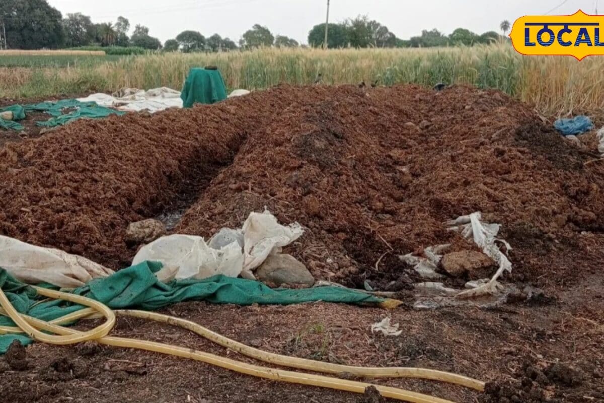 जैविक खेती का असरदार फॉर्मूला 80 किलो मिश्रण से दीमक सुंडी पर होगा नियंत्रण