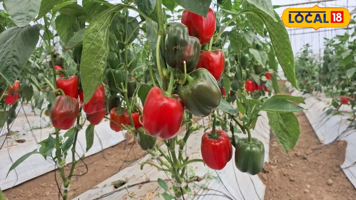 Colored Capsicum Farming Tips : किसान भाइयों रंग-बिरंगी सब्जी की इस विधि से करें खेती, दोगुनी होगी कमाई Colored Capsicum Farming Tips : किसान भाइयों रंग-बिरंगी सब्जी की इस विधि से करें खेती, दोगुनी होगी कमाई