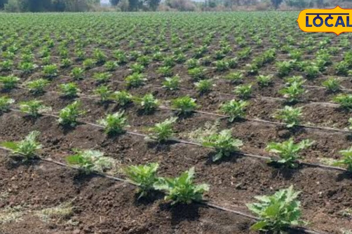 Agriculture News: अगस्त में मिर्च बैंगन और फूलगोभी की पौध लगाने से पहले जान लें ये 10 जरूरी बातें बढ़ जाएगा उत्पादन