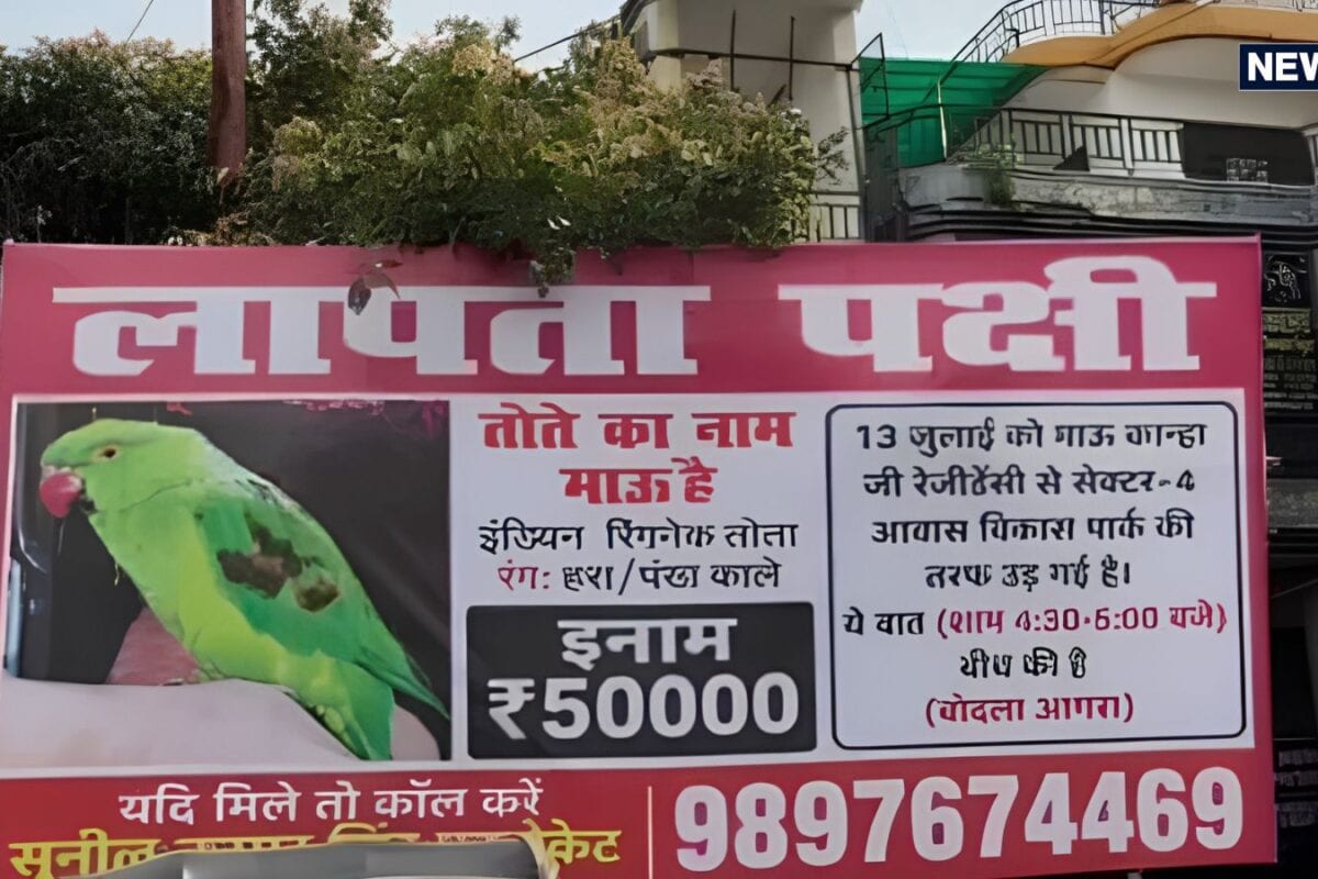 'तोता' हो गया है गायब, ढूंढने वाले को मिलेगा 50 हजार का इनाम, मालिक ने आगरा में लगवा दिए होर्डिंग्स