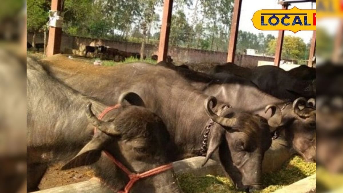 न खा पाएगा, न चल पाएगा….पशुओं में पैर पसार रही ऐसी महामारी, इसका सिर्फ एक इलाज न खा पाएगा, न चल पाएगा….पशुओं में पैर पसार रही ऐसी महामारी, इसका सिर्फ एक इलाज