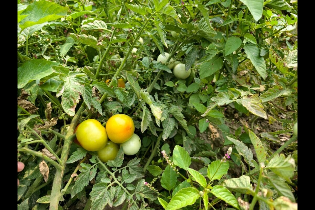 मऊ में उद्यान विभाग सब्जी की खेती के लिए किसानों को दे रहा 40% सब्सिडी वेबसाइट पर करें पंजीकरण