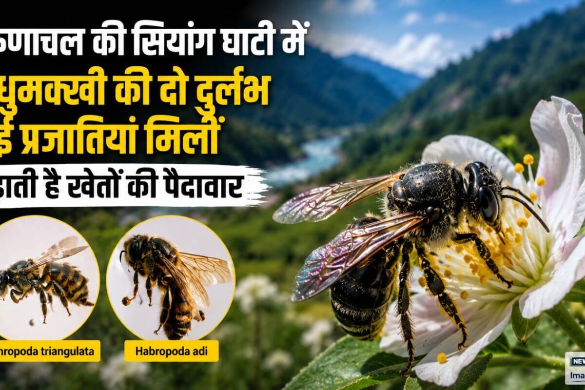 अरुणाचल: सियांग घाटी से वैज्ञानिकों ने खोजी दुर्लभ प्रजाति की दो मधुमक्खियां बढ़ा देती हैं खेतों की पैदावार