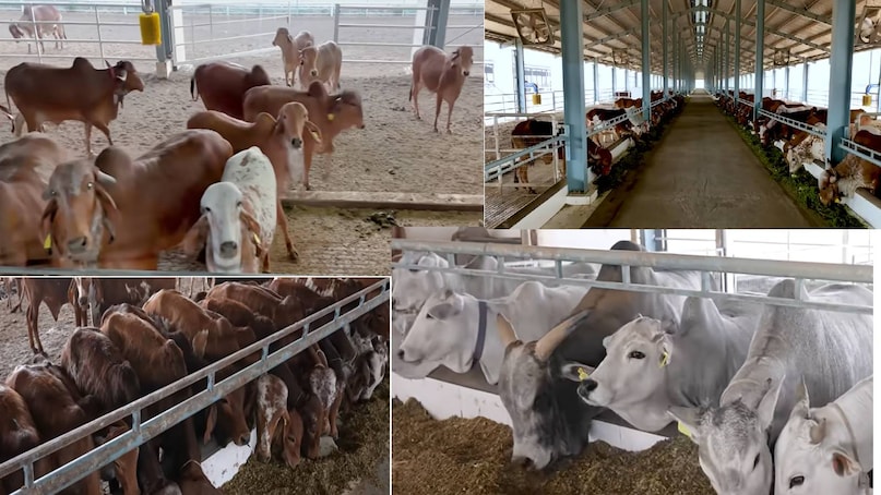घर के लिए खरीदी गिर गाय, और बदल गई किस्मत, हर साल खाते में आ रहे करोड़ों रुपये 4 gir amritphal gaushala owner name 2026 07 61c23d252d233608265124ba1b3d780d