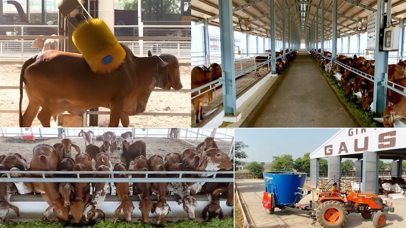 krishna mohan yadav dairy farm Haryana, gir amritphal gaushala owner name, gir amritphal gaushala address, gir amritphal gaushala contact number, gir amritphal gaushala price, gir cow kitna dudh deti hai, gir cow price in up, gir cow for sale, gir cow milk production per day, gir cow milk per day, gir cow photo , gir cow milk capacity, gir cow milk price per litre, Haryana news, Haryana news today, Harayana news hindi, gurugram news, Gurugram news today krishna mohan yadav dairy farm Haryana, gir amritphal gaushala owner name, gir amritphal gaushala address, gir amritphal gaushala contact number, gir amritphal gaushala price, gir cow kitna dudh deti hai, gir cow price in up, gir cow for sale, gir cow milk production per day, gir cow milk per day, gir cow photo , gir cow milk capacity, gir cow milk price per litre, Haryana news, Haryana news today, Harayana news hindi, gurugram news, Gurugram news today