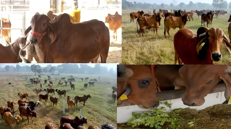 krishna mohan yadav dairy farm Haryana, gir amritphal gaushala owner name, gir amritphal gaushala address, gir amritphal gaushala contact number, gir amritphal gaushala price, gir cow kitna dudh deti hai, gir cow price in up, gir cow for sale, gir cow milk production per day, gir cow milk per day, gir cow photo , gir cow milk capacity, gir cow milk price per litre, Haryana news, Haryana news today, Harayana news hindi, gurugram news, Gurugram news today krishna mohan yadav dairy farm Haryana, gir amritphal gaushala owner name, gir amritphal gaushala address, gir amritphal gaushala contact number, gir amritphal gaushala price, gir cow kitna dudh deti hai, gir cow price in up, gir cow for sale, gir cow milk production per day, gir cow milk per day, gir cow photo , gir cow milk capacity, gir cow milk price per litre, Haryana news, Haryana news today, Harayana news hindi, gurugram news, Gurugram news today