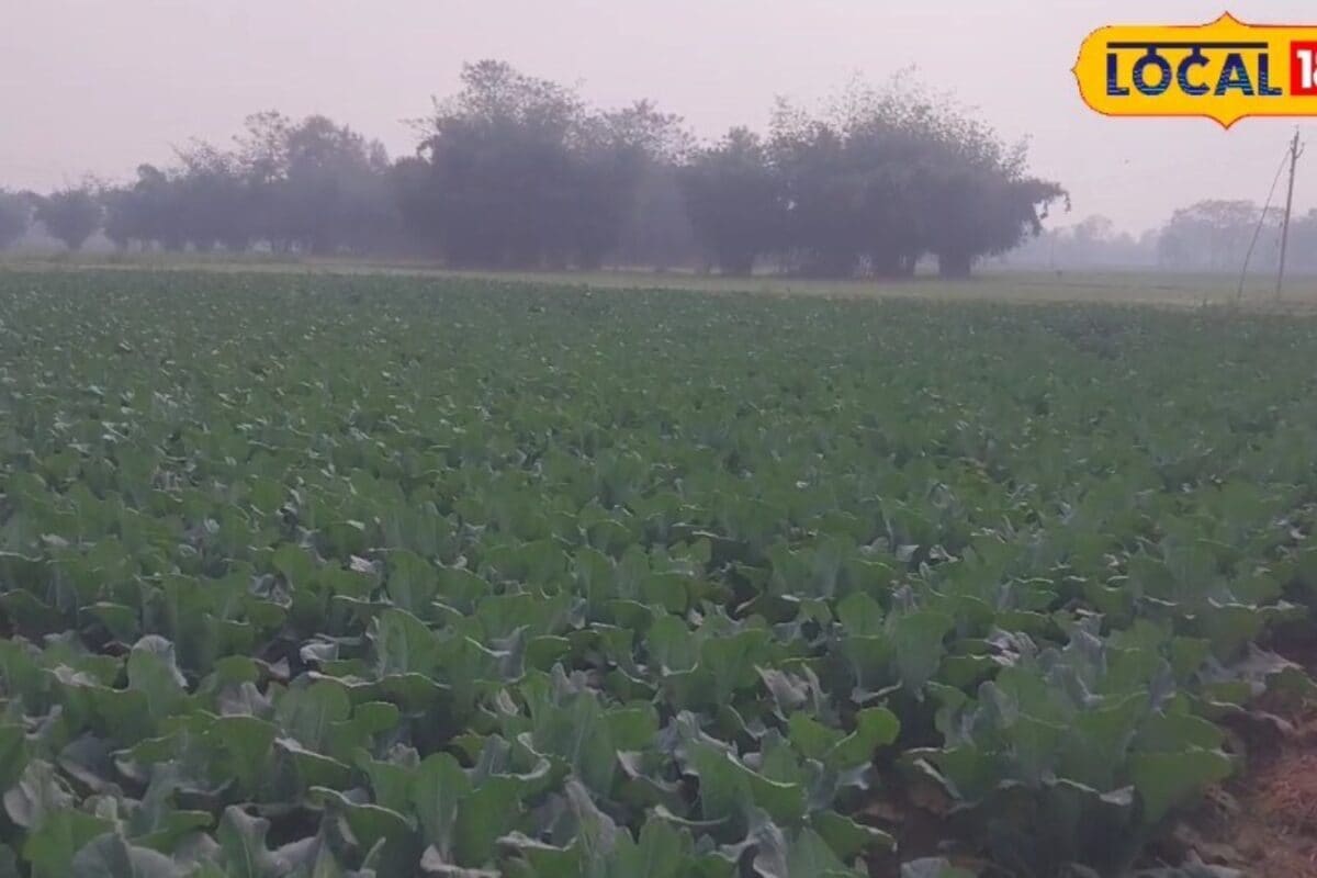 Vegetable Farming: जुलाई में इन सब्जियों की करें खेती, होगा बंपर उत्पादन, कृषि वैज्ञानिक से जानें बीजों के किस्म