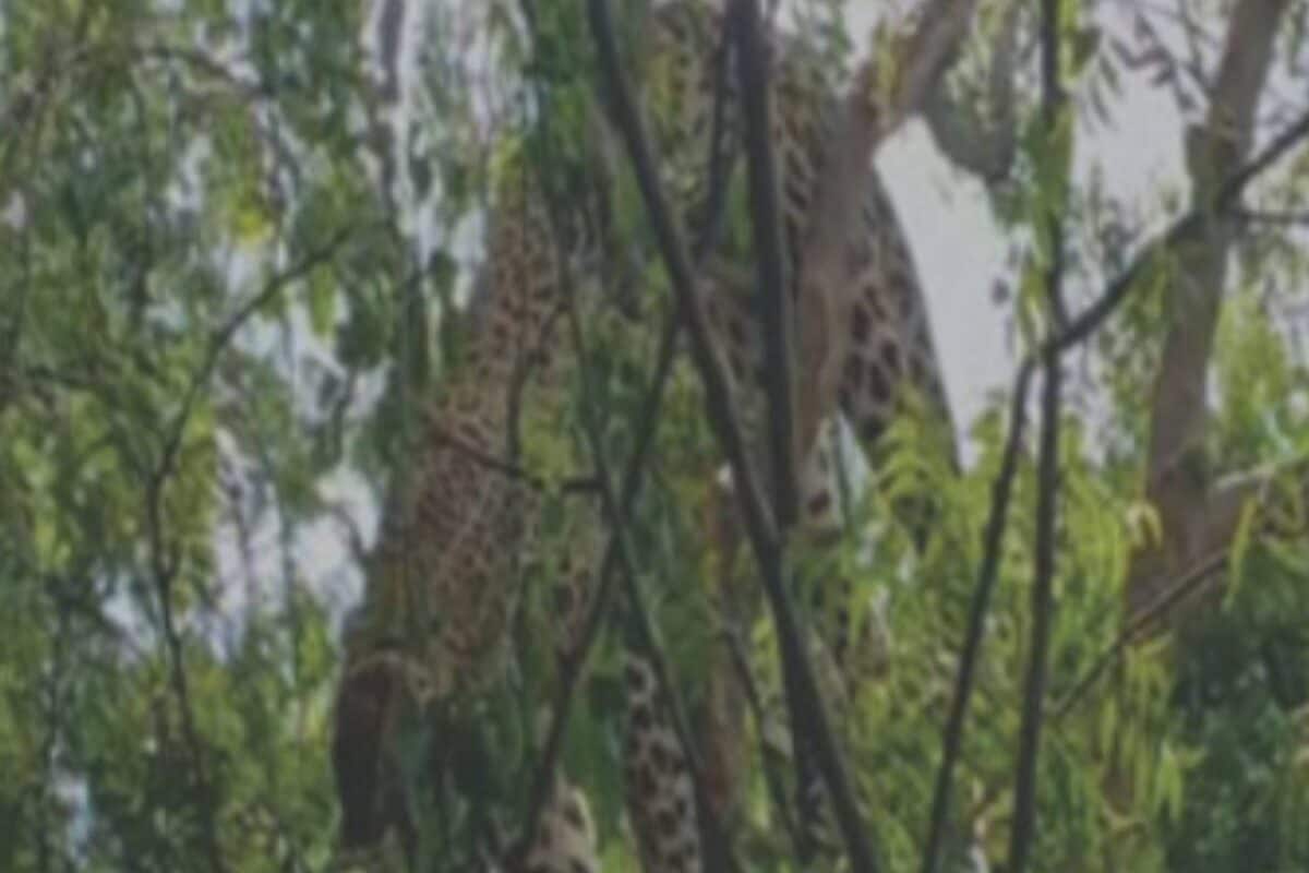 पेड़ से लटकता मिला तेंदुआ शरीर पर बंधा था भारी पत्थर ओडिशा में इस खौफनाक मंजर से मचा हड़कंप