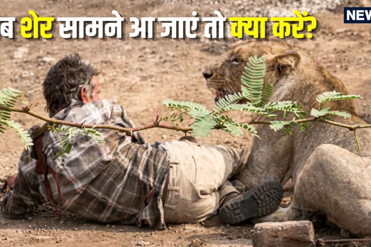 क्या शेर सच में इंसानों का शिकार करते हैं जानिए कब और क्यों करते हैं हमला