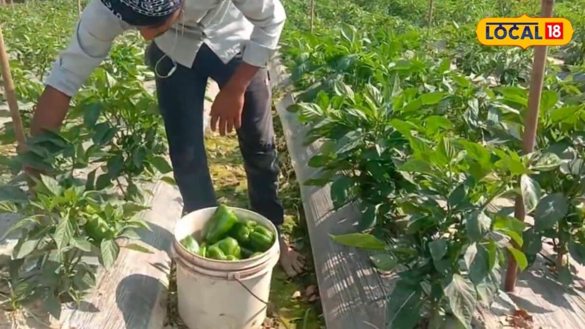 सीधी बुवाई छोड़ ट्रे में तैयार करें शिमला मिर्च की पौध, कृषि वैज्ञानिक से जानें कम खर्च में बंपर पैदावार का तरीका