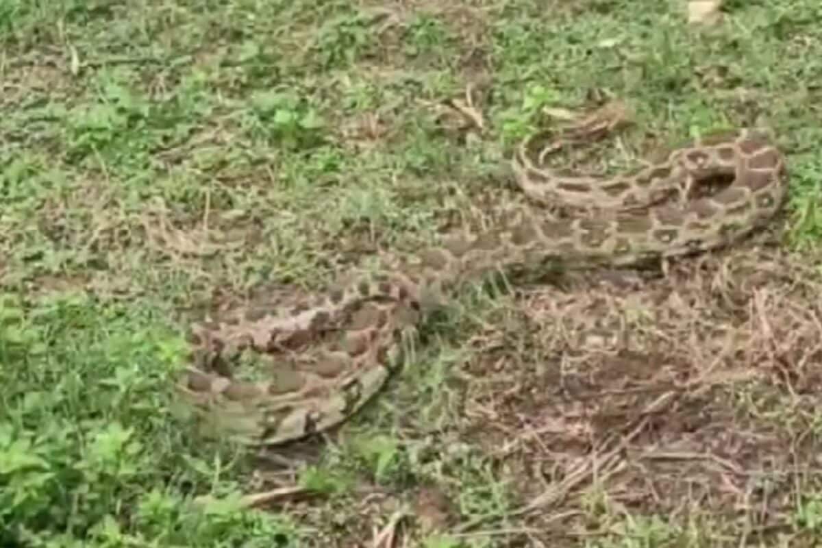 अचानक खेत से आई 'में-में-में-में' की आवाज, भागकर पहुंचा बकरी मालिक, 8 फीट लंबे अजगर को देख उड़े होश!