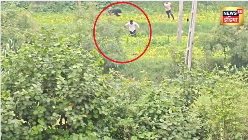 आगे-आगे भाग रहे थे लोग इनके पीछे पड़ा था खतरनाक भालू दहशत में बनासकांठा के कई गांव | VIDEO 