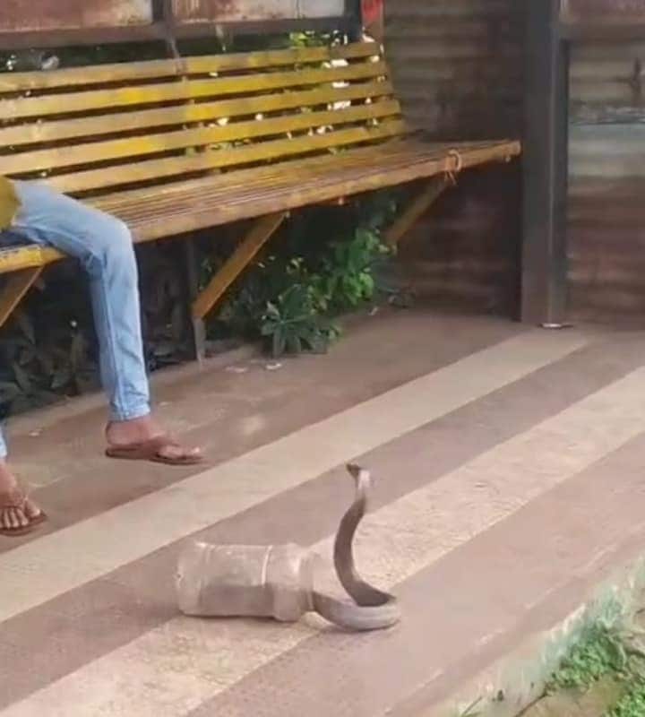 डिब्बे में फन फैलाए कोबरा, निकालना तो पैर पर मारा फन, डसने के बाद भी सर्प मित्र ने किया काबू