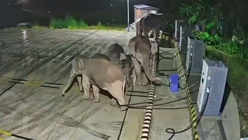 चार्जिंग केबल में फंसा हाथी का बच्चा तो मां ने चार्जिंग स्टेशन ही गिरा दिया वायरल हुआ VIDEO