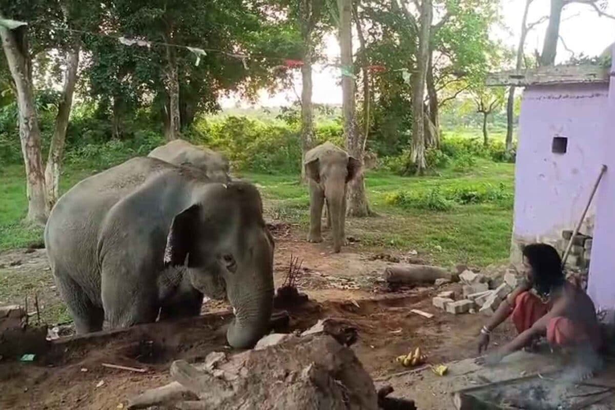 हाथियों का साथी है यह पुजारी एक आवाज में जंगल से खिंचे आते हैं गजराज फिर असम का वन विभाग क्यों हुआ नाराज