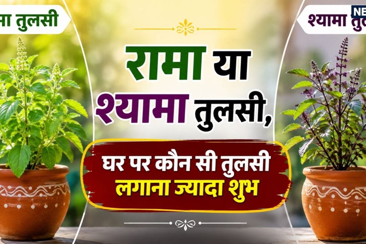 Rama or Shyama Tulsi: रामा या श्यामा तुलसी घर में कौन सी तुलसी लगाना होता है बेहद शुभ बस दिशाओं को रखें ध्यान
