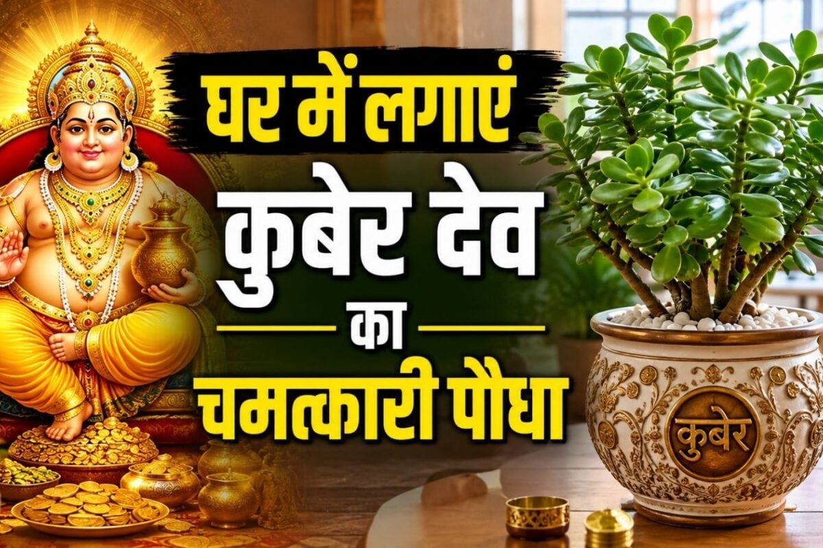मनी प्लांट भी इसके आगे फेल एकबार घर में लगाकर देखें धन के देवता कुबेर का यह चमत्कारी पौधा धन चुंबक के नाम से है फेमस