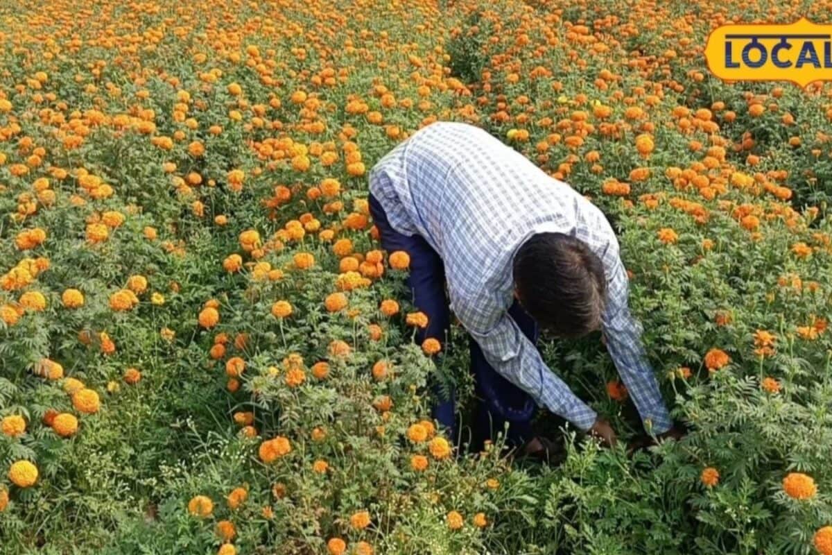जहानाबाद में 100 हेक्टेयर में हो रही गेंदे की खेती, एक एकड़ से एक लाख तक आमदनी