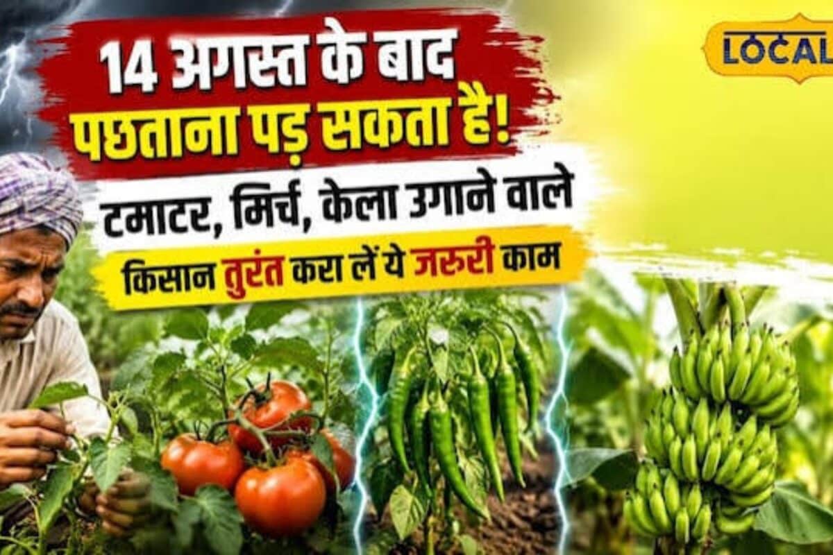 किसानों के पास सिर्फ 14 अगस्त तक मौका तुरंत करा लें फसल बीमा बाद में नहीं मिलेगा लाभ