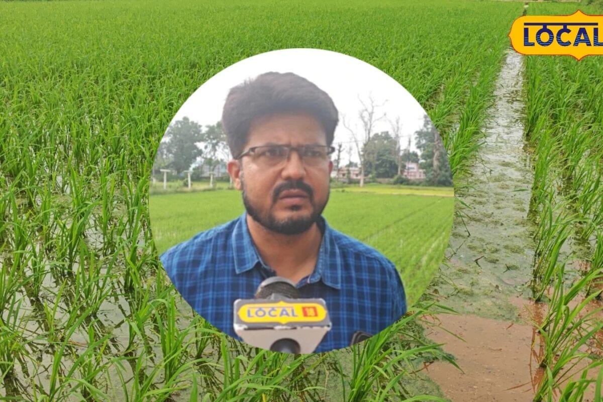 धान के खेत में खरपतवार बन सकते हैं सबसे बड़े दुश्मन! 80% तक घट सकती है पैदावार जानिए बचाव  उपाय
