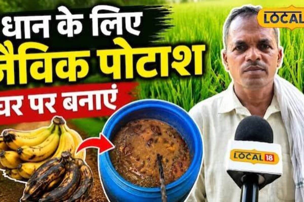 अब बाजार से पोटाश खरीदने की जरूरत नहीं! केले से घर पर तैयार करें खाद