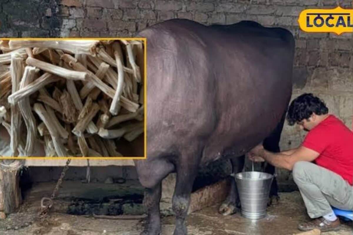 गाय-भैंस ने कम कर दिया दूध ये देसी जड़ी-बूटी बढ़ा सकती है 15% तक उत्पादन जानिए इस्तेमाल का तरीका