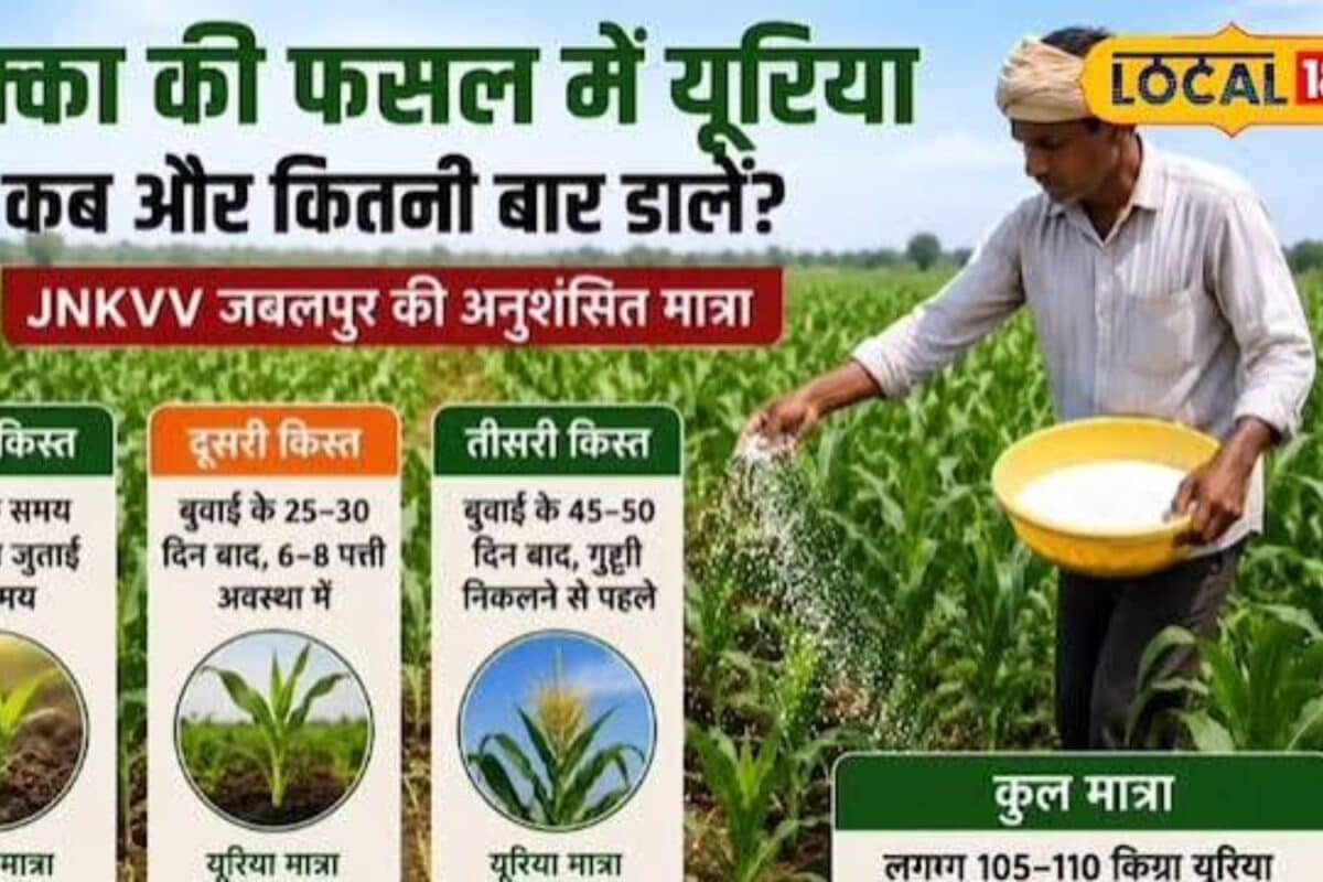 मक्का की खेती का बढ़ा रकबा 20-25 दिन की फसल में डालें 40 किलो यूरिया जानें सही तरीका