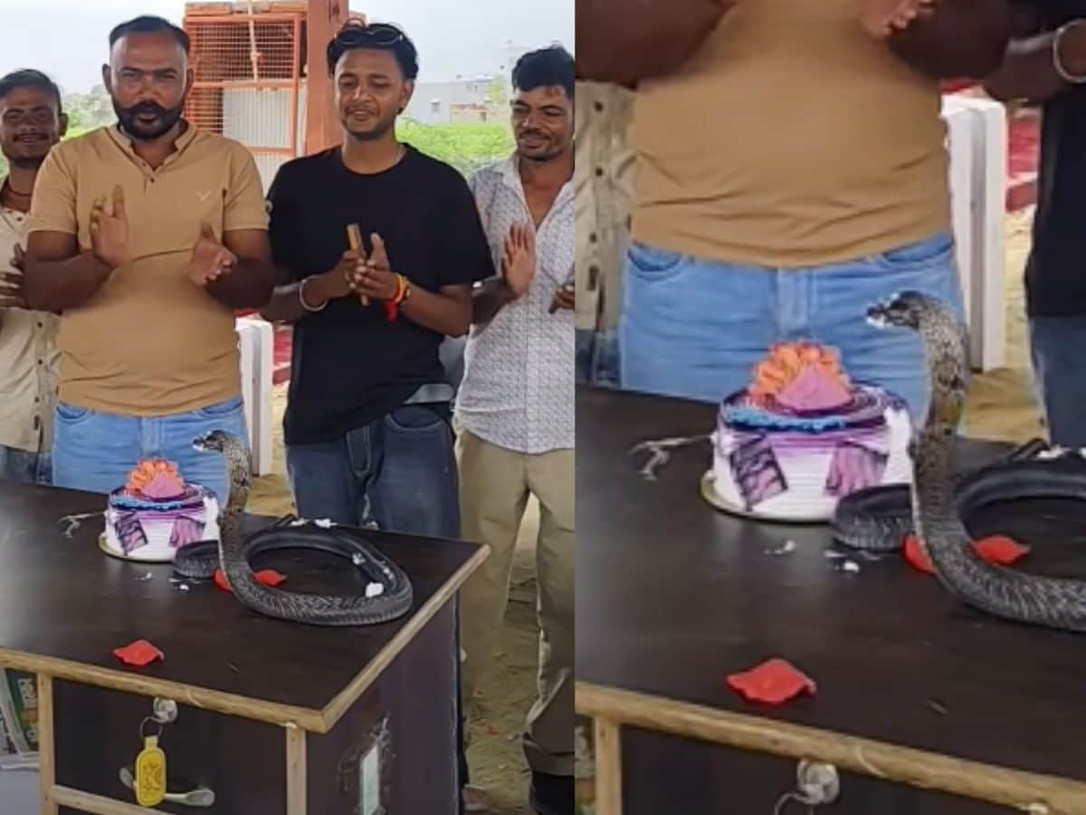 कोबरा को बनाया बर्थडे बॉय! केक के सामने फन फैलाकर बैठा सांप, सेलिब्रेशन देख  हैरान रह गए यूजर्स - News18 हिंदी