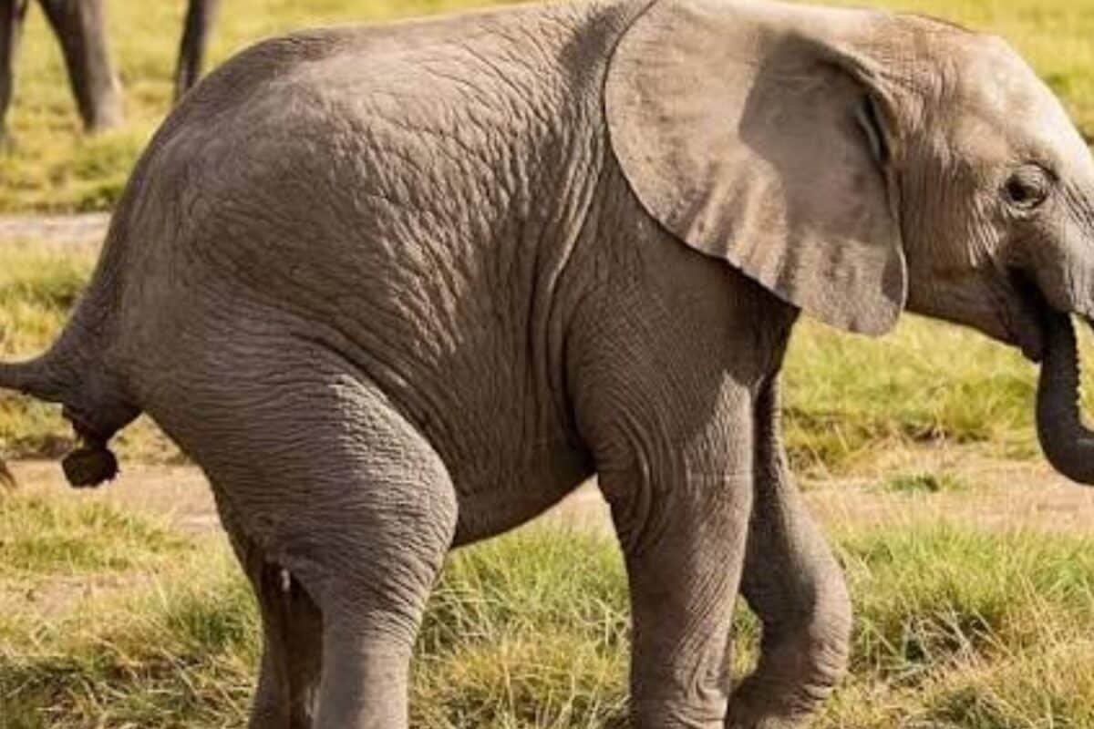 बिना डॉक्टर बिना लैब सिर्फ पॉटी  से बच्चे की बीमारी का पता लगा लेते ही मादा हाथी इलाज का तरीका और भी खास