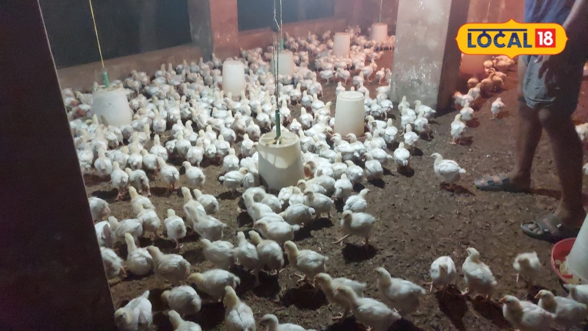 Poultry Farming Tips: मुर्गियों को लग गई है सर्दी बरसात में लहसुन-अदरक का यह उपाय बचाएगा जान बढ़ेगी ग्रोथ