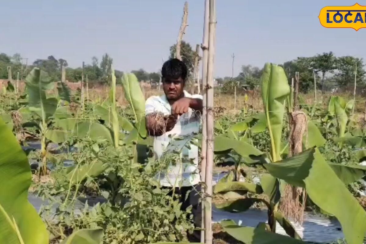 मक्का के साथ अरहर और गन्ने के साथ आलू जानें सहफसली खेती का सही तरीका जो आपको बना देगा मालामाल