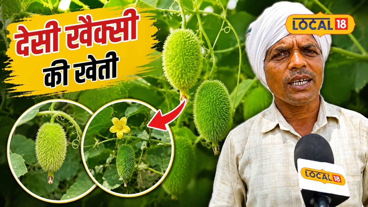 जंगलों में मिलने वाली देसी खेक्सी अब बनेगी कमाई का जरिया बीज से भी तैयार करें पौधे