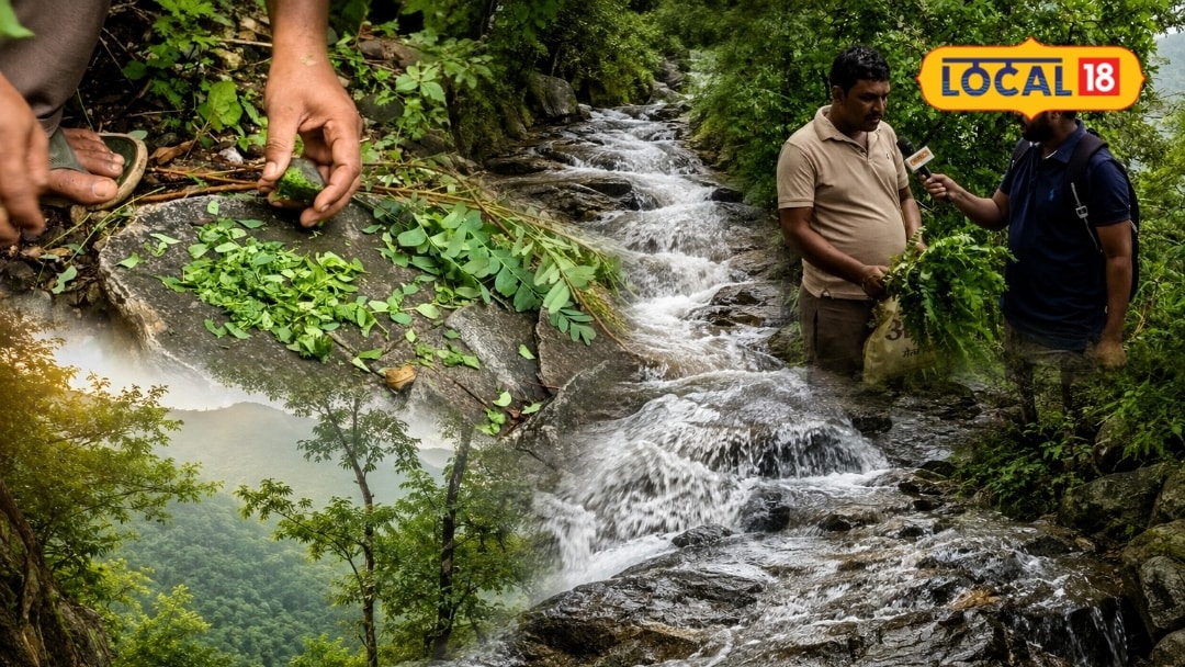 मच्छर भगाने का आदिवासी नुस्खा! जंगल के इस पौधे का ऐसे करें इस्तेमाल दूर भागेंगे मच्छर