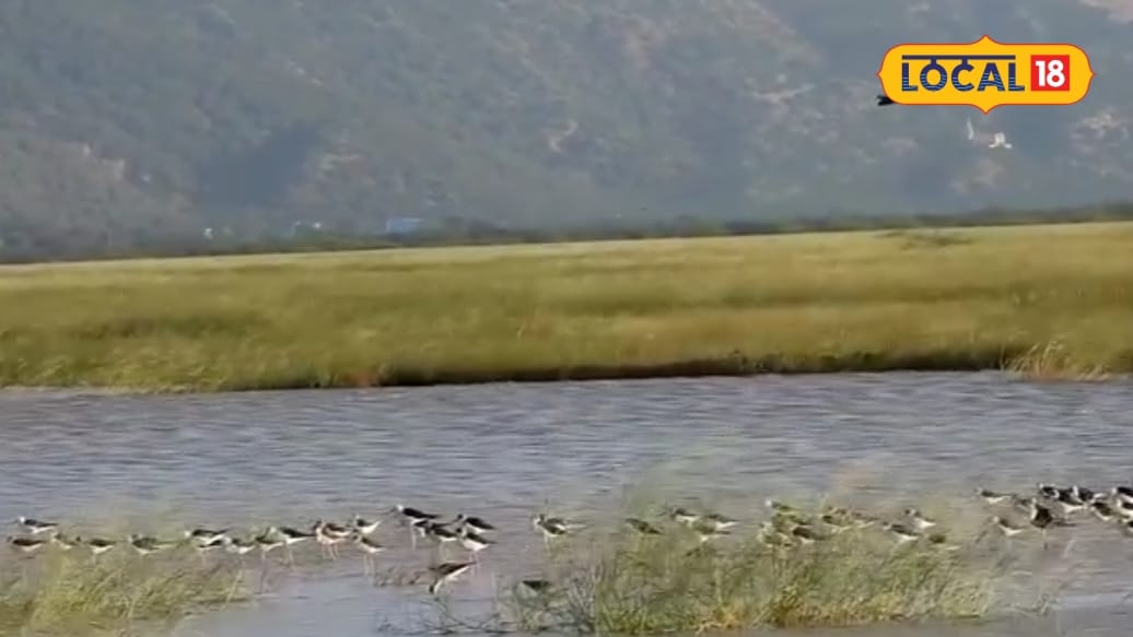 Sikar News: पक्षियों का घर ही नहीं किसानों की लाइफलाइन भी है रैवासा वेटलैंड एक गलती से खत्म हो सकते हैं बड़े फायदे