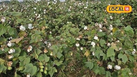 Agriculture News: कपास की फसल में फूल गिर रहे हैं ये तरीका अपनाएंगे तो तुरंत दिखेगा असर
