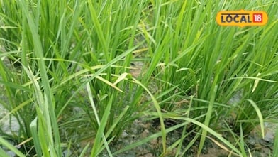Paddy Crop Protection: धान के खेत में पानी भरते ही न करें ये गलती पहले निकालें पानी फिर करें ये काम