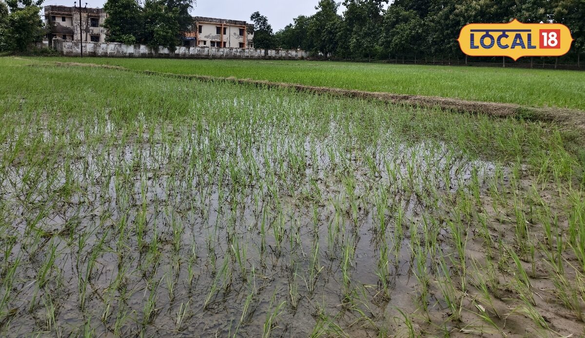 धान की पत्तियां पड़ रही हैं पीली और दिख रहे सफेद धब्बे तो किसान तुरंत करें ये काम वरना होगा सिर्फ नुकसान