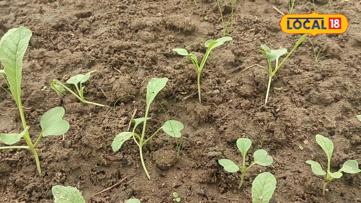 Radish Farming: 40 दिन में 10 गुना रिटर्न! युवा किसान अभिषेक ने बरसाती मूली से बदली किस्मत जानें पूरा तरीका