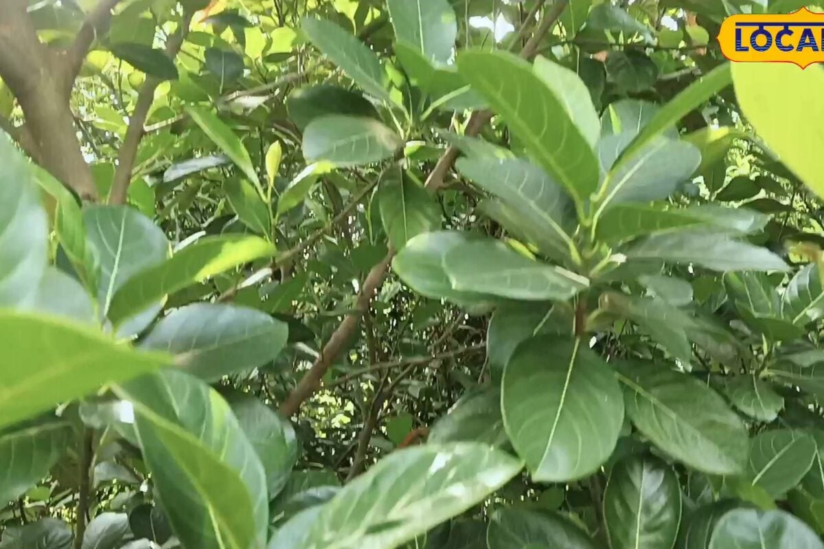 Jackfruit Tree Disease: सूख रहे हैं कटहल के पेड़ जानें जड़ सड़न और मुरझान रोग से बचाने के वैज्ञानिक उपाय